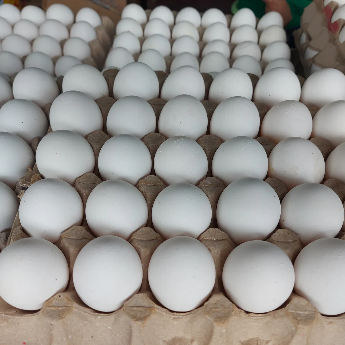 Medium Fresh Eggs